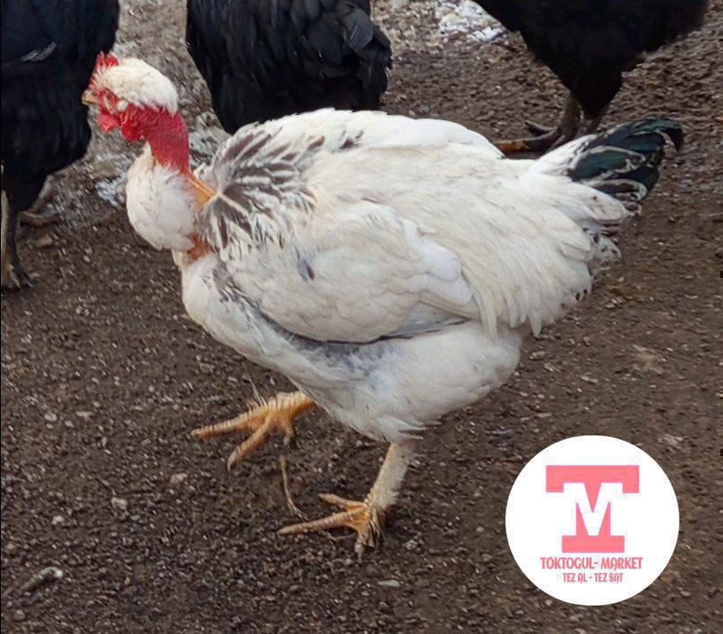 7-8 айлык жожо короздор сатылат 1000 сомдон, кыйкыра элек . Токтогулда