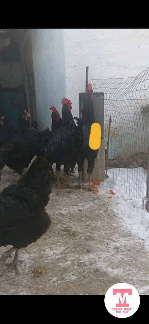 Ассаламу алейкум. Жамаат менде таза Кара Шахзода тооктордун жумурткалары бар. Кимге керек болсо личкага чыныгыстар. Адрес Токтогул центринен