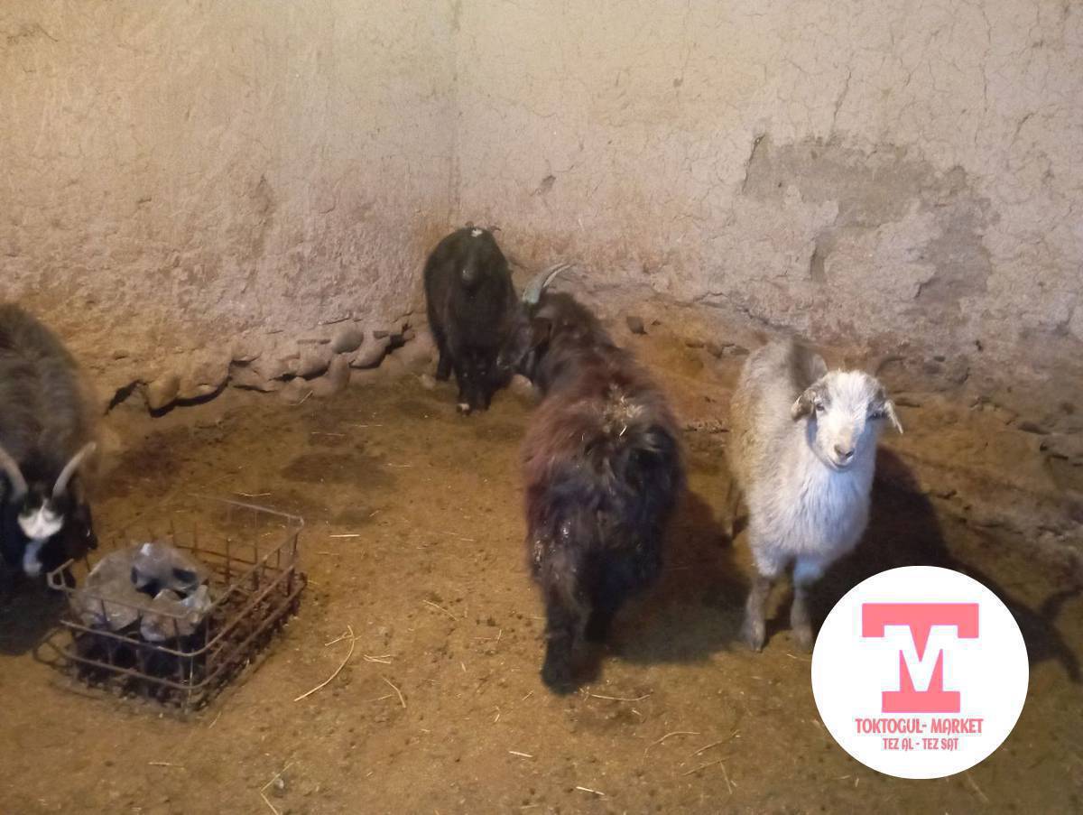 эчкилер улактар ургачы улактар сатылат союшка Адреси Бала -Чычкан айылында