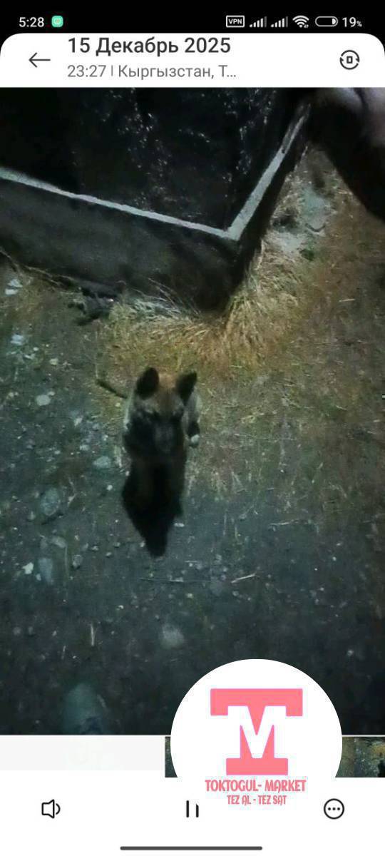 Ушул Кучук кечинде кызылтуудан жоголду коруп калсанар суйунчусу бар кабарлап коесуздарбы