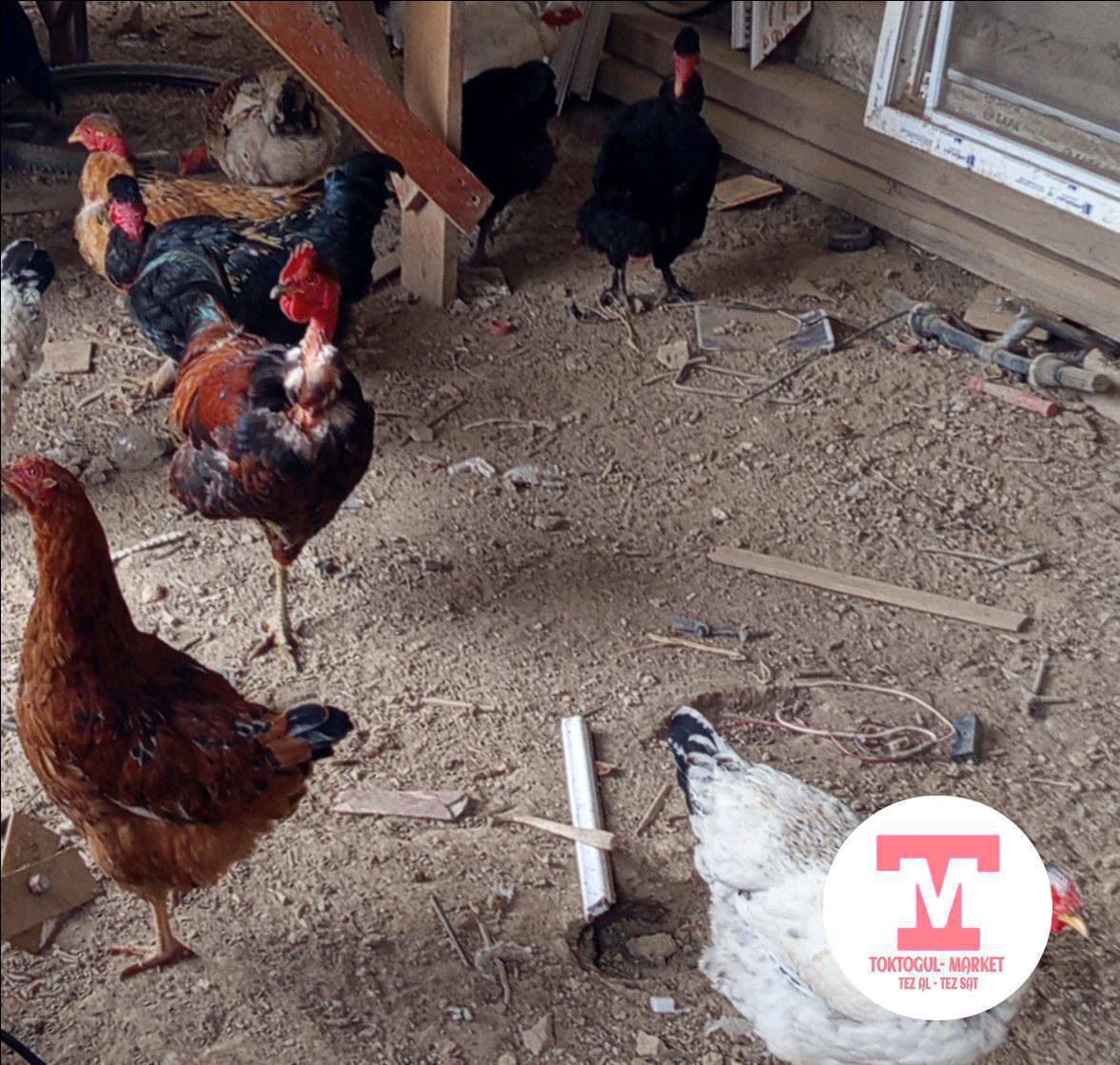 Голошейка тооктор сатылат 3 короз жана 7 мекиш жалпы 10 баш, баарын алганга 850 сомдон Токтогул шаарында