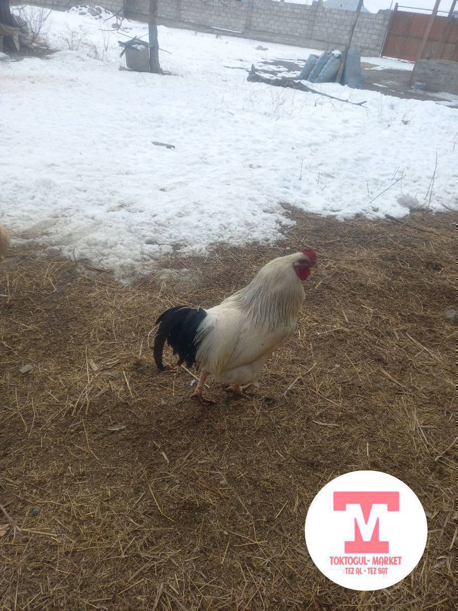 Тооктор сатылат 5 мекиш 8 корос
жалпы 13 штук бар баасы 650 сомдон