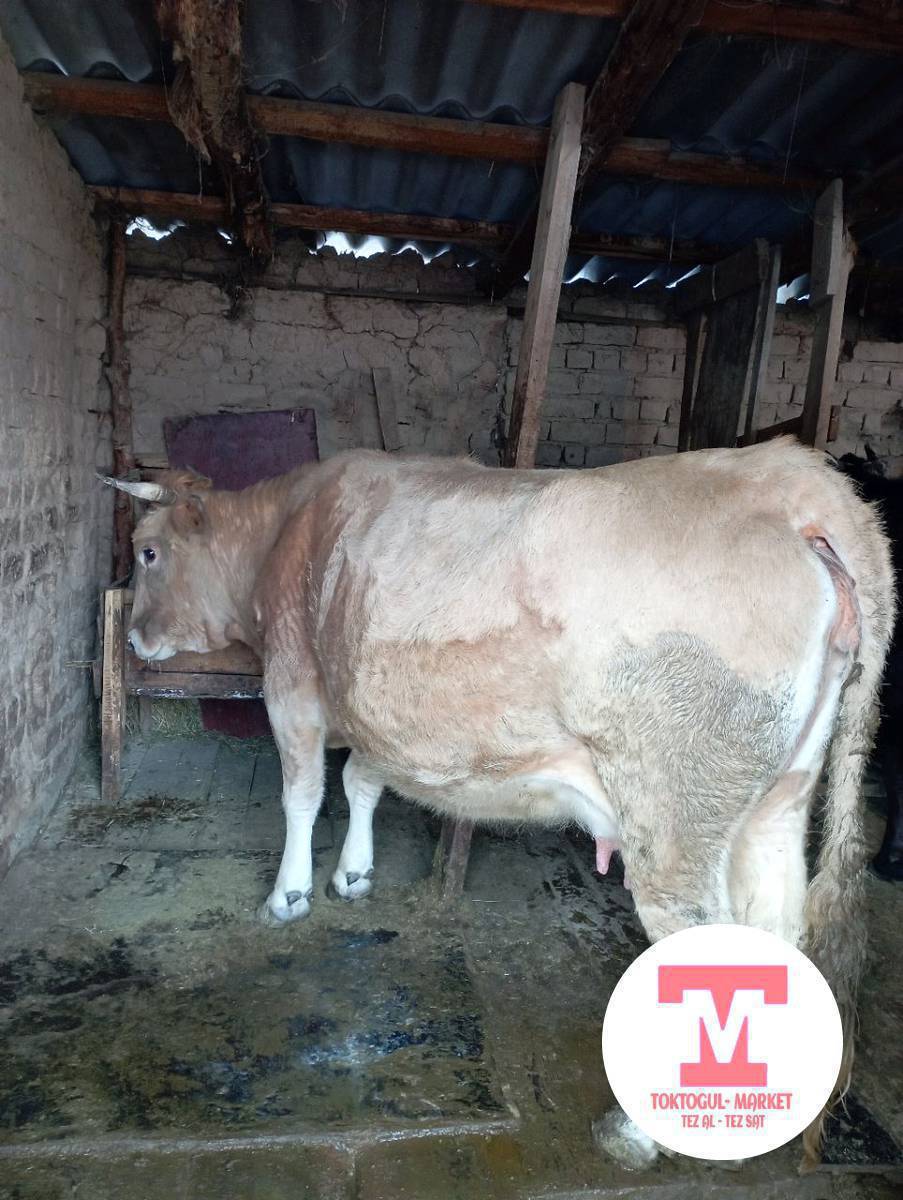 Багылган уйлар Сатылат 
Келишим баада