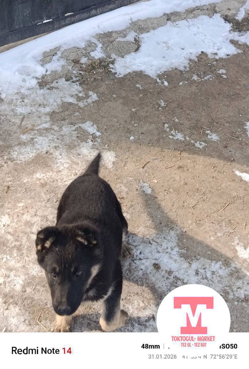 асалом малекум жамат ушул кучук сатылат басы 5000 сом