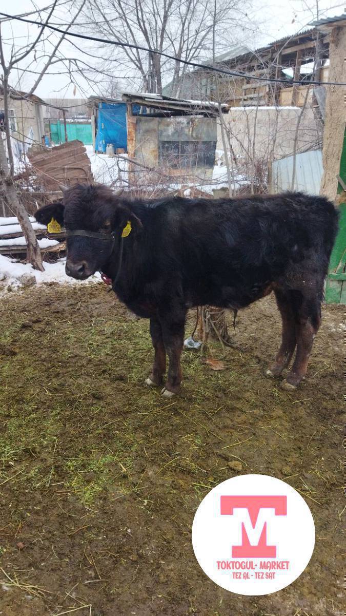 Бир жылдык тай бука сатам 80мин наличка тушуп Бер деген жок алам дегендер чалгыла адрес Токтогул каналдын астында чычкан кочодо