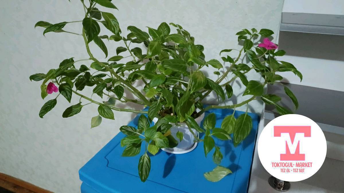 гулдор сатылат