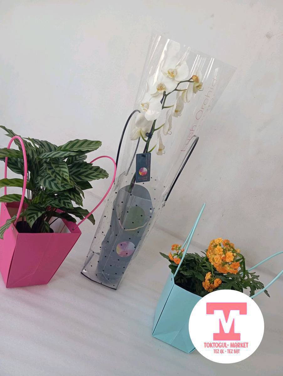 Гүлдөр келди жаңы 
Касса ойнотулат