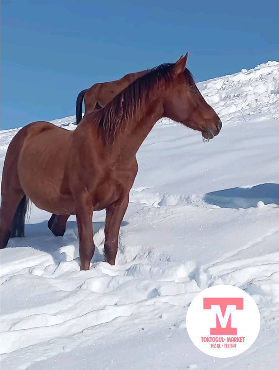 Айгыр сатылат 
5 асый