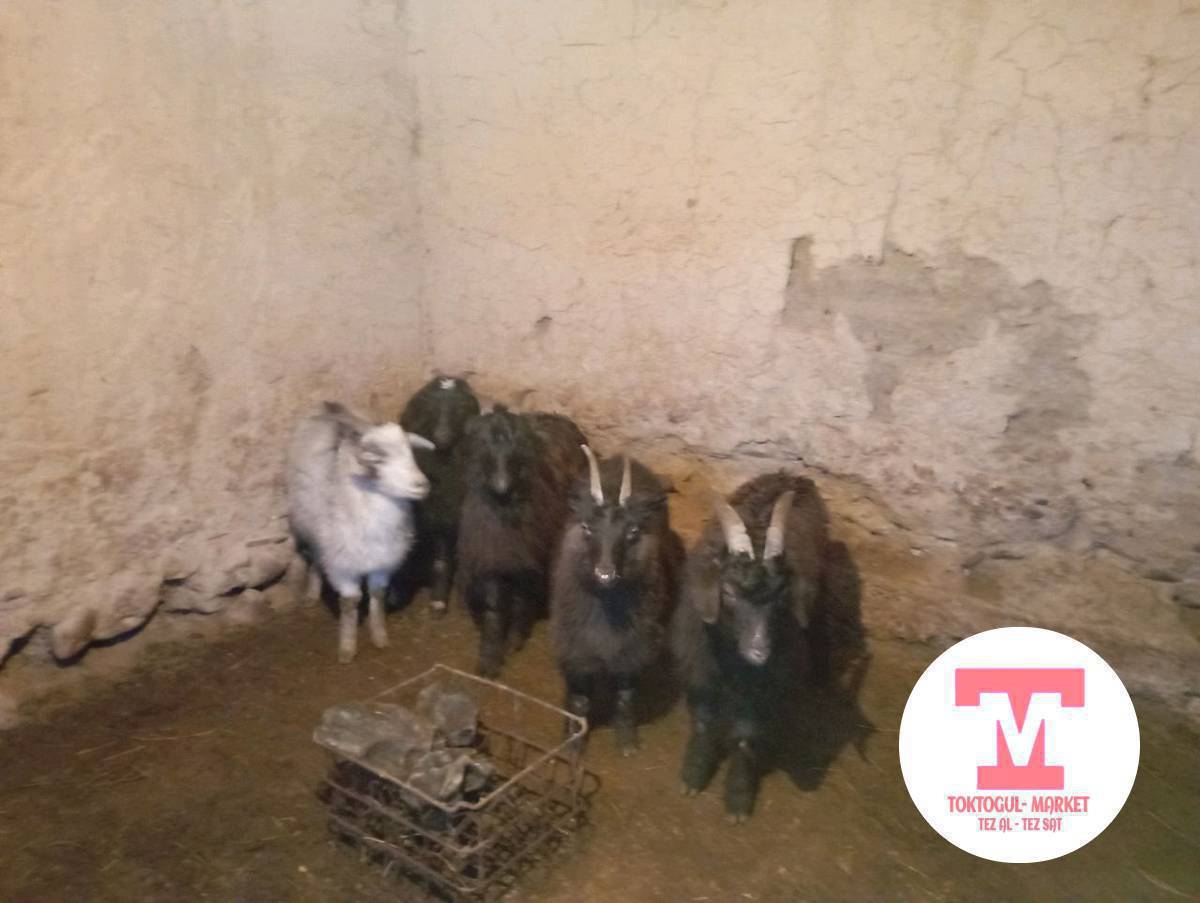 семиз эчкилер улактар сатылат союшка Адреси Бала -Чычкан айылында