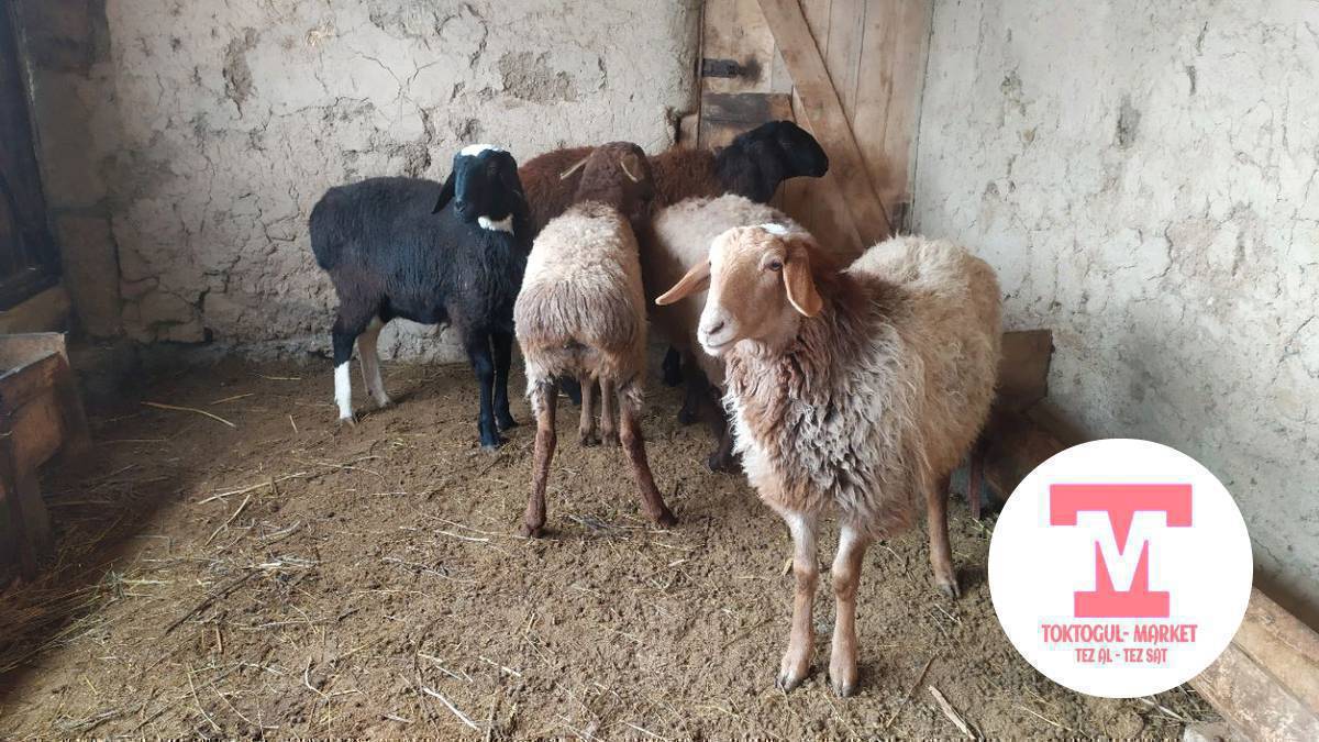 Оптом козу Алам 5шт чейин ургачы бычмал аралаш 15000с чейин 
Личкага жаза бергиле 0700466557