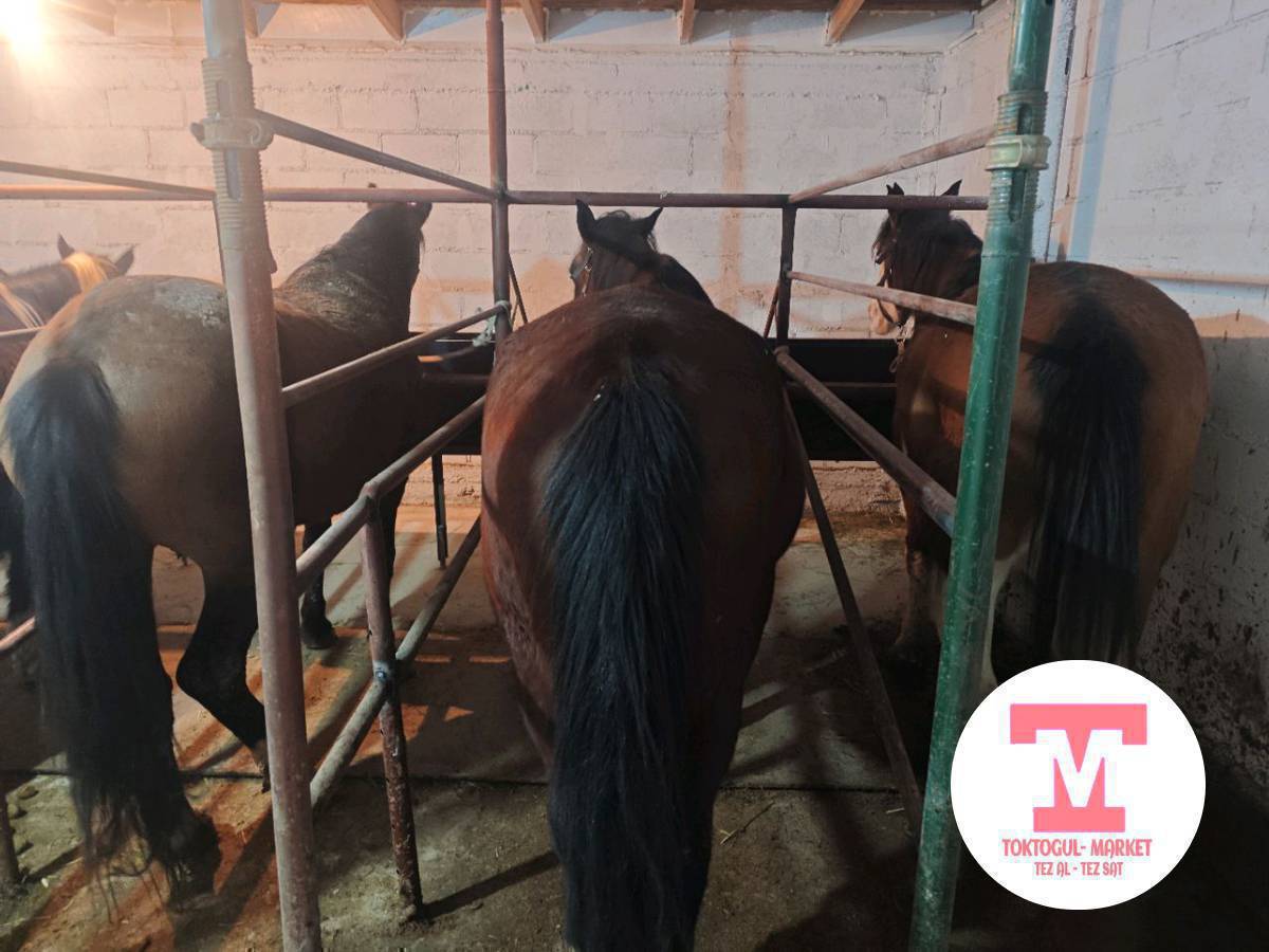 семиз жемде турган бээлер сатылат 0770090979