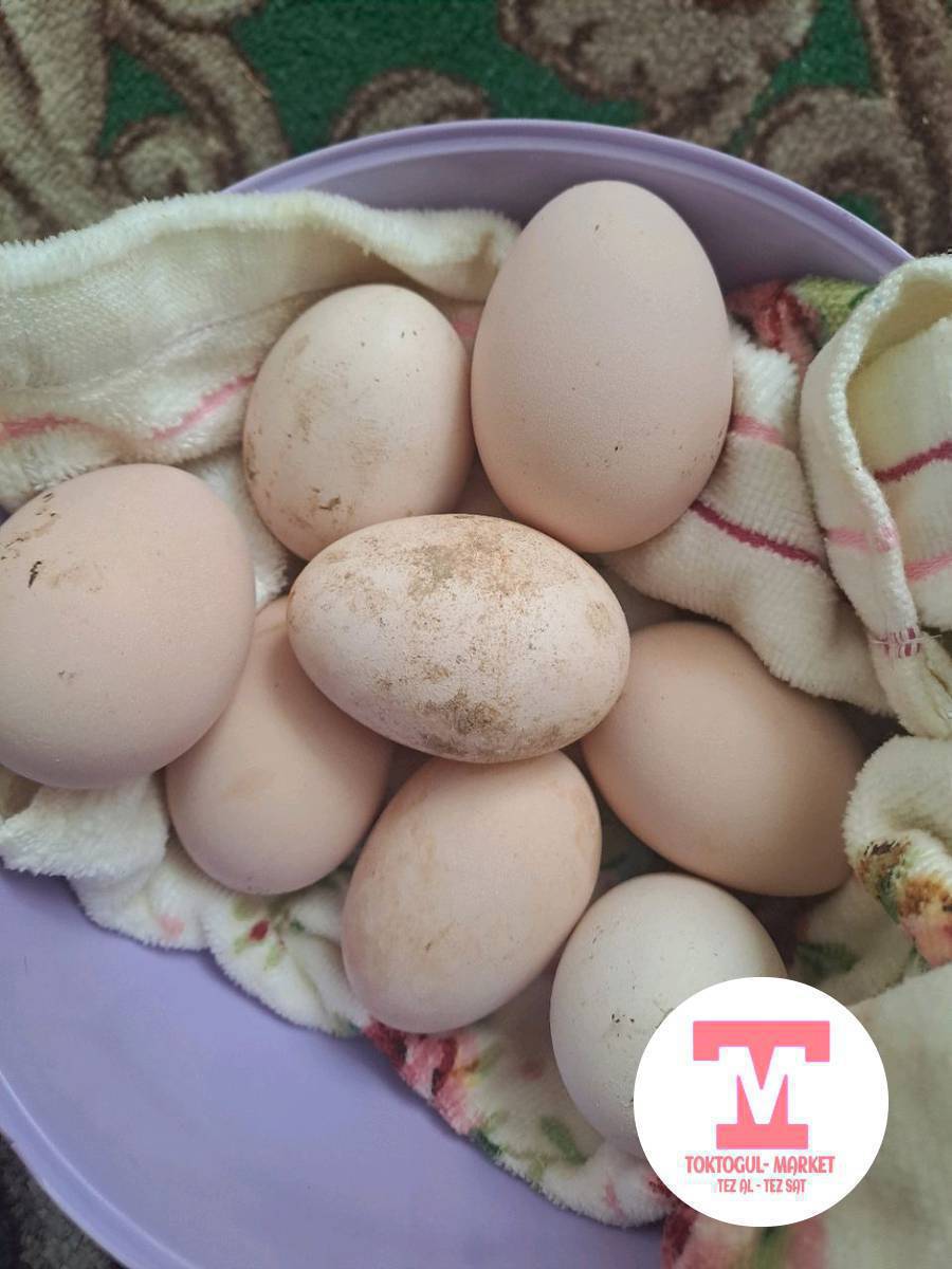 дакее жумуртка сатылат корос мекиш жакшыы