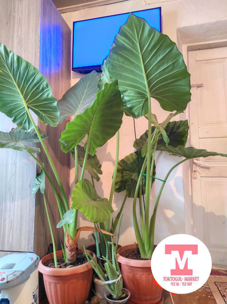 Алоказия пахучая Гулу сатылат!

Алоказия пахучая (Alocasia odora)
• Комнатное декоративно-лиственное растение
• Крупные, глянцевые листья насыщенно-зелёного цвета
• Быстро растёт при хорошем уходе
• Подходит для дома, офиса, зимнего сада
• Очищает воздух
• Неприхотлива в уходе 

Размер: высота растения 1.50см