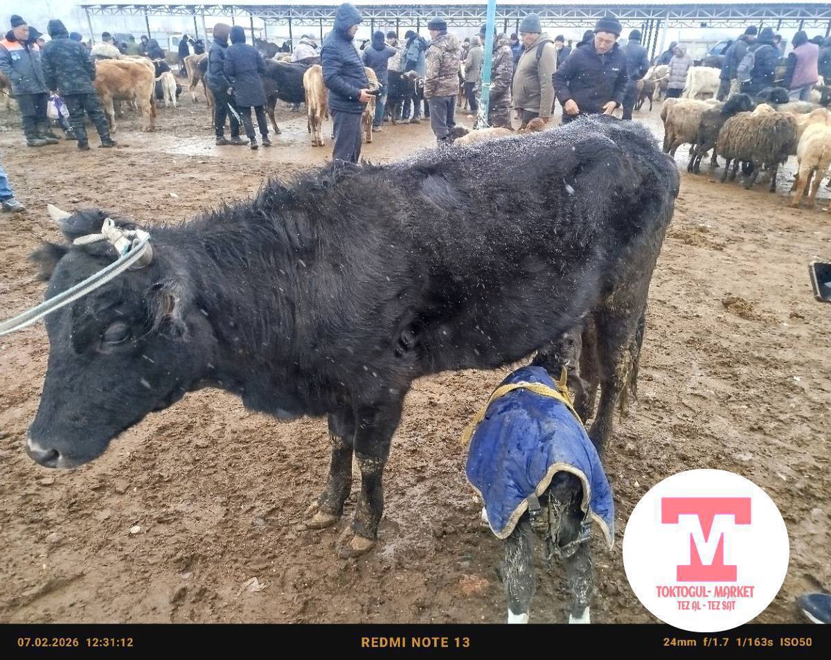 Эки музолуу Уй сатылат биросунуку эркек биросунуку ургачы торпоктору 135000 минден Кеми болот