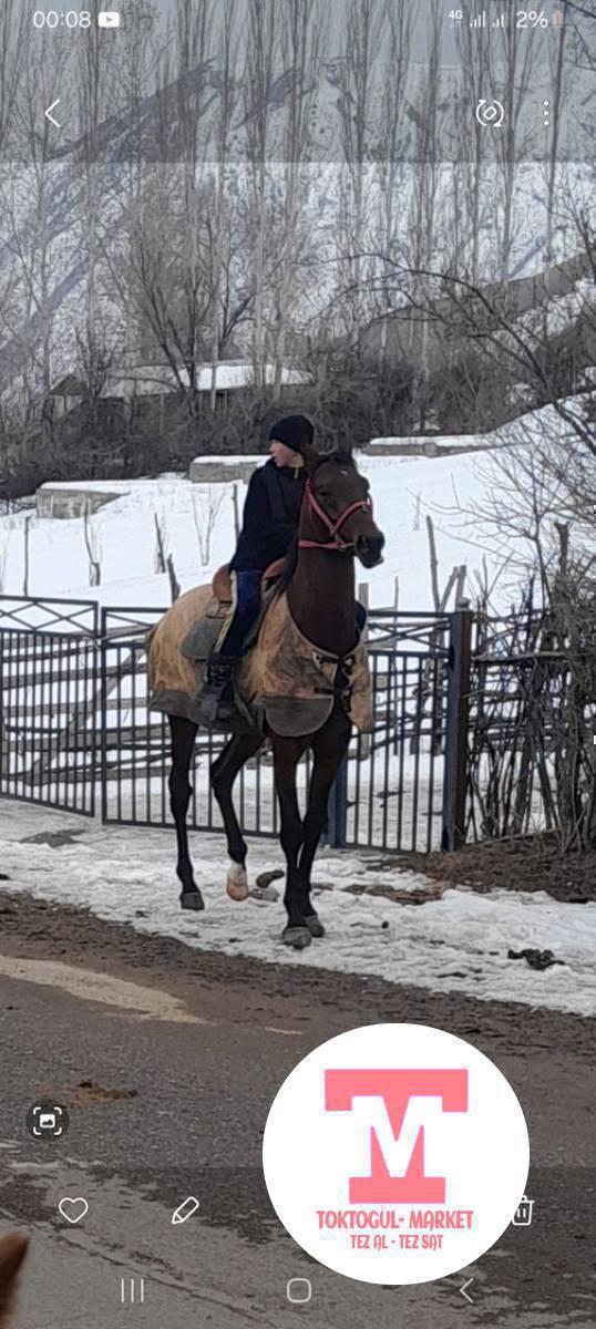 Ат сатылат 
бою 1,65
буту колу таза