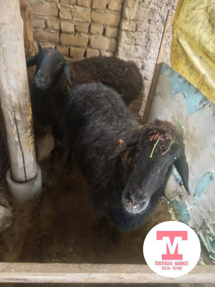 байланган семиз кой сатылат келишим баа 1чи микрорайон до