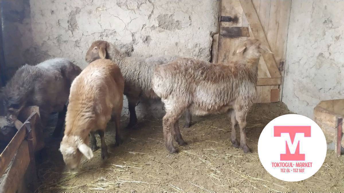 Ушул козулар сатылат союшка 3ай жемде турган жарайт мал кылса деле болот 
3ургачы 19000 сомдон 
1бычмал 19000с
Токтогул Ичи доставка бар 
0700466557