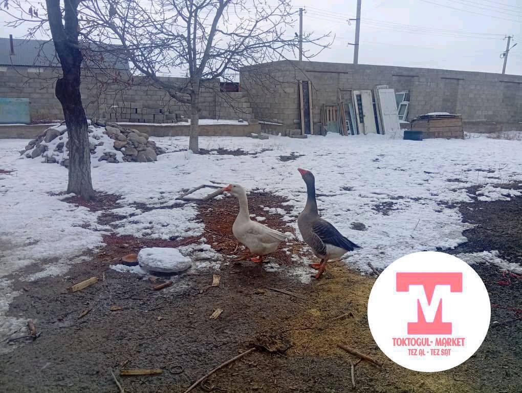 эки кааз короз мекиш сатылат