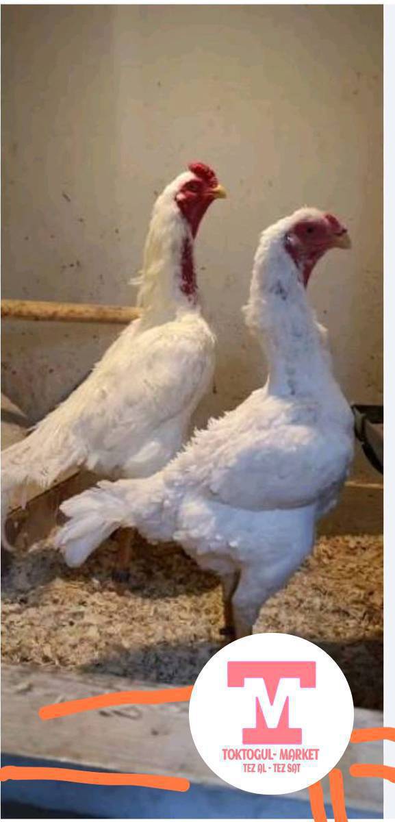 жумурткасы сатылат бастырганга