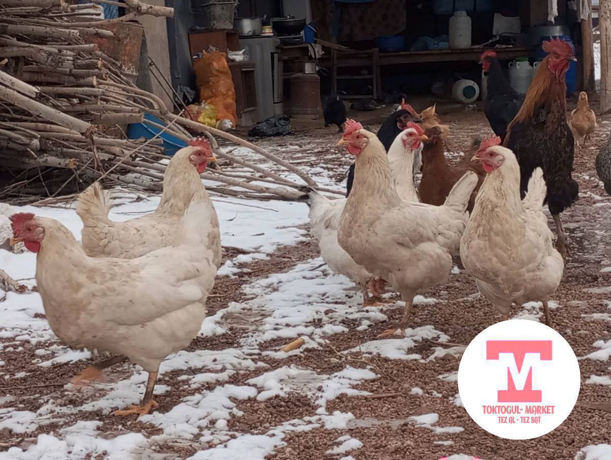 ушул 4 ак тоок сатылат азр тууп атат 700 Дон
Джерси гигант сатылат экөө кошулуп 4000