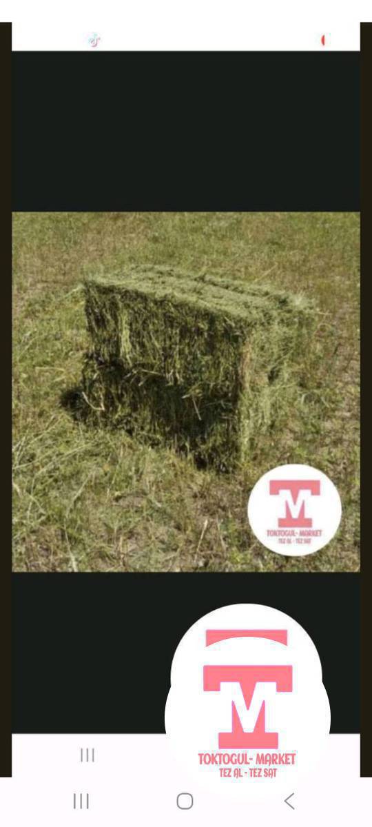 Таза беде сатылат
2- чабык5