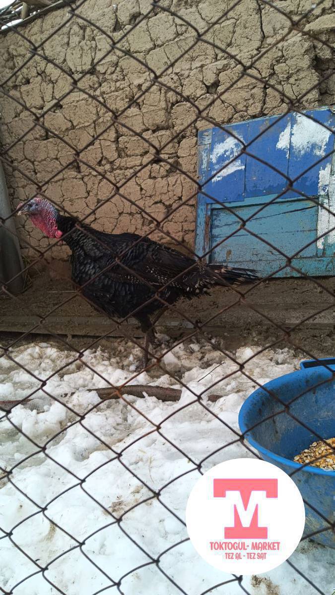 ундук короз сатылат  5000мин 1жаш