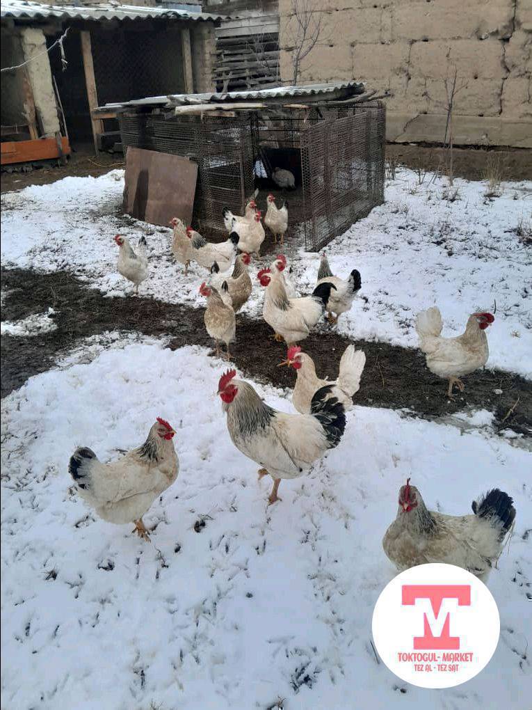 адлер, легорн тооктор сатылат 800 сомдон