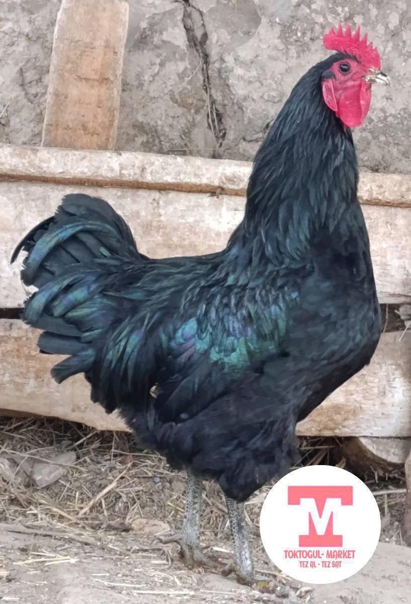 ДЖЕРСИ 2000с
БРАМА 1500с