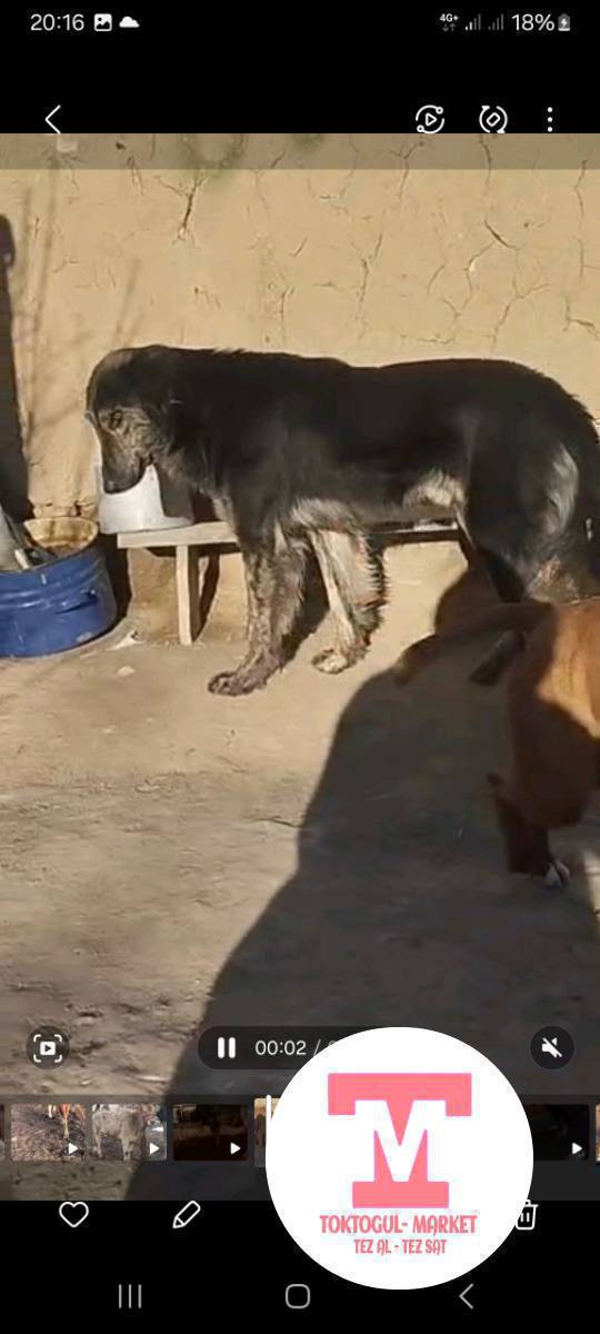 Ассалом алекум чала тайган жоголду коргондор болсо чалып койунстар.