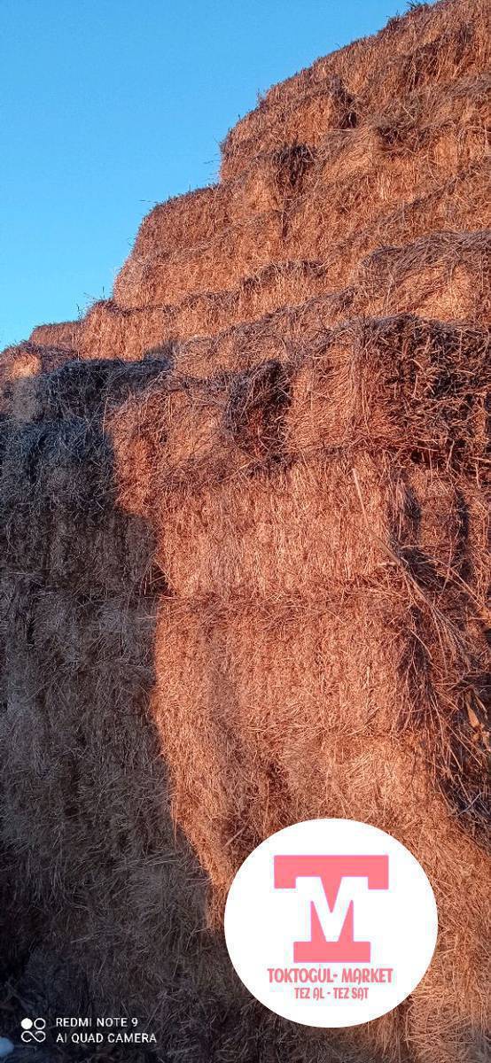 беде Кип сатылат 350 шт 360 сомдон Терек сууда