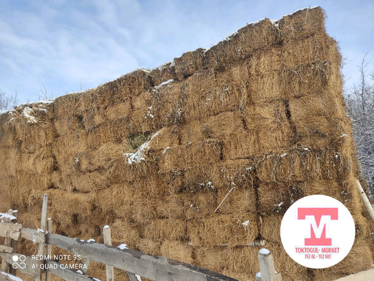 местный бэде прес сатылат 370 сом адрес Кайракта 0702135090