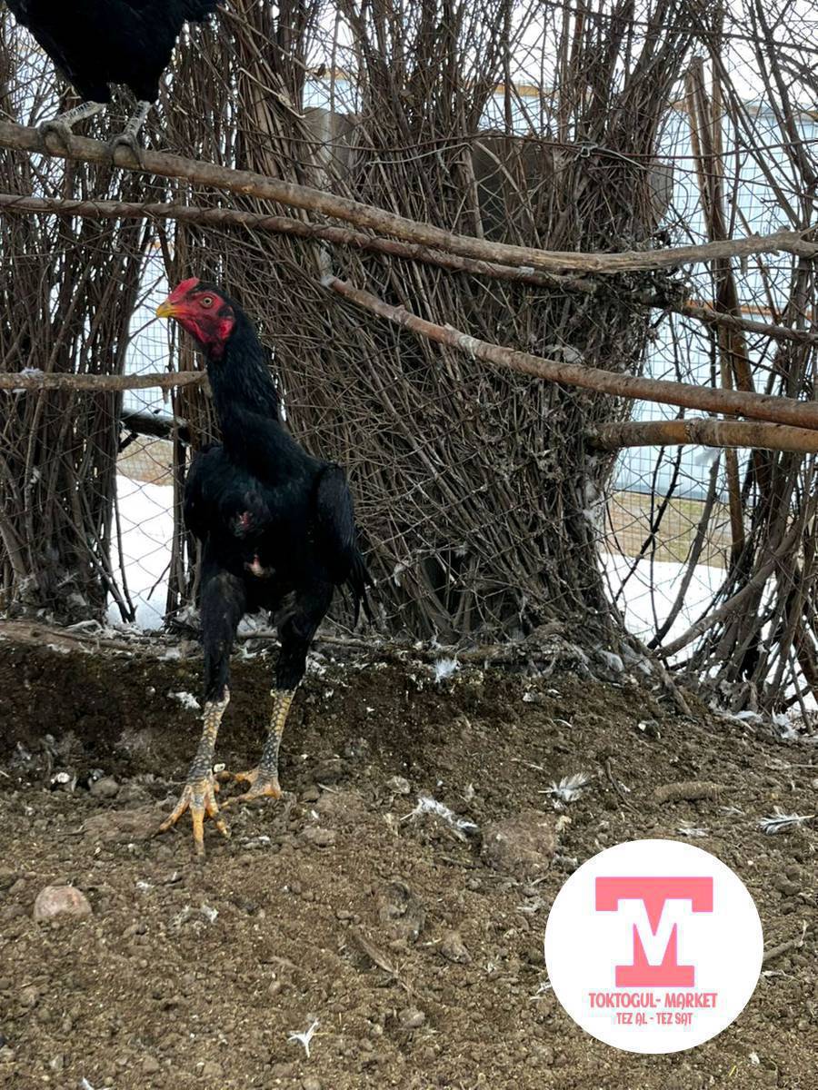 ас саламу алейкум жамаат ушул короз сатылат баасы келишим баада.