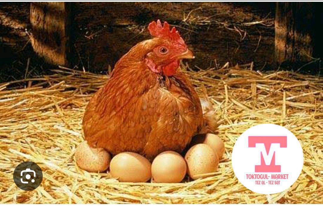 курп . гурп . тоок алам  кимде болсо кабарлап койгула