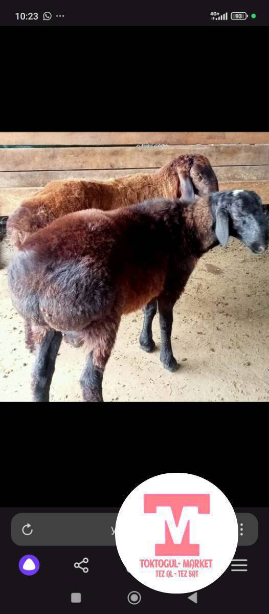 чарба кой болсо алам бооз