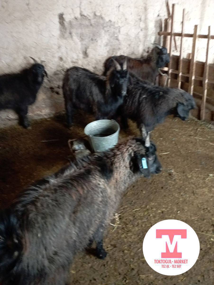 чебич улактар сатылат союшка Адреси Бала -Чычкан айылында