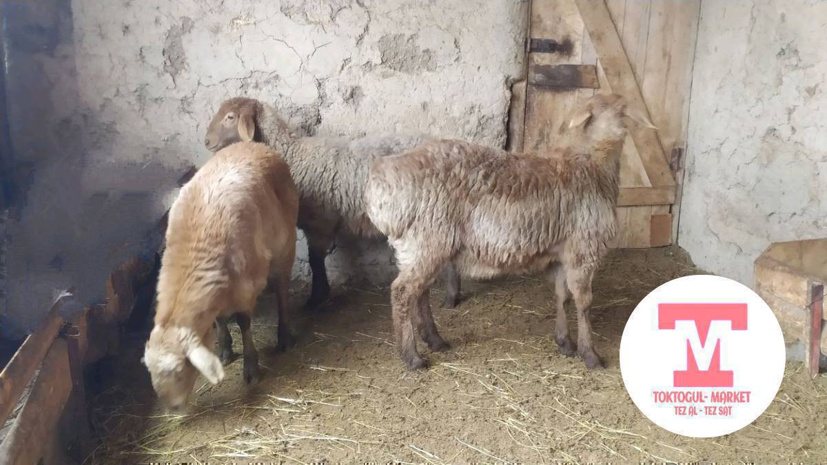 Козулар сатылат союшка 3ай жемде турган союшка жарайт мал кылса деле болот денсолугу таза орубайт 
2шт ургачы. 19000сомдон 
1шт бычмал 19000с 
Адрес кызылтуу жоомарт 5 
Токтогул Ичи доставка бар
0700466557
0770310777