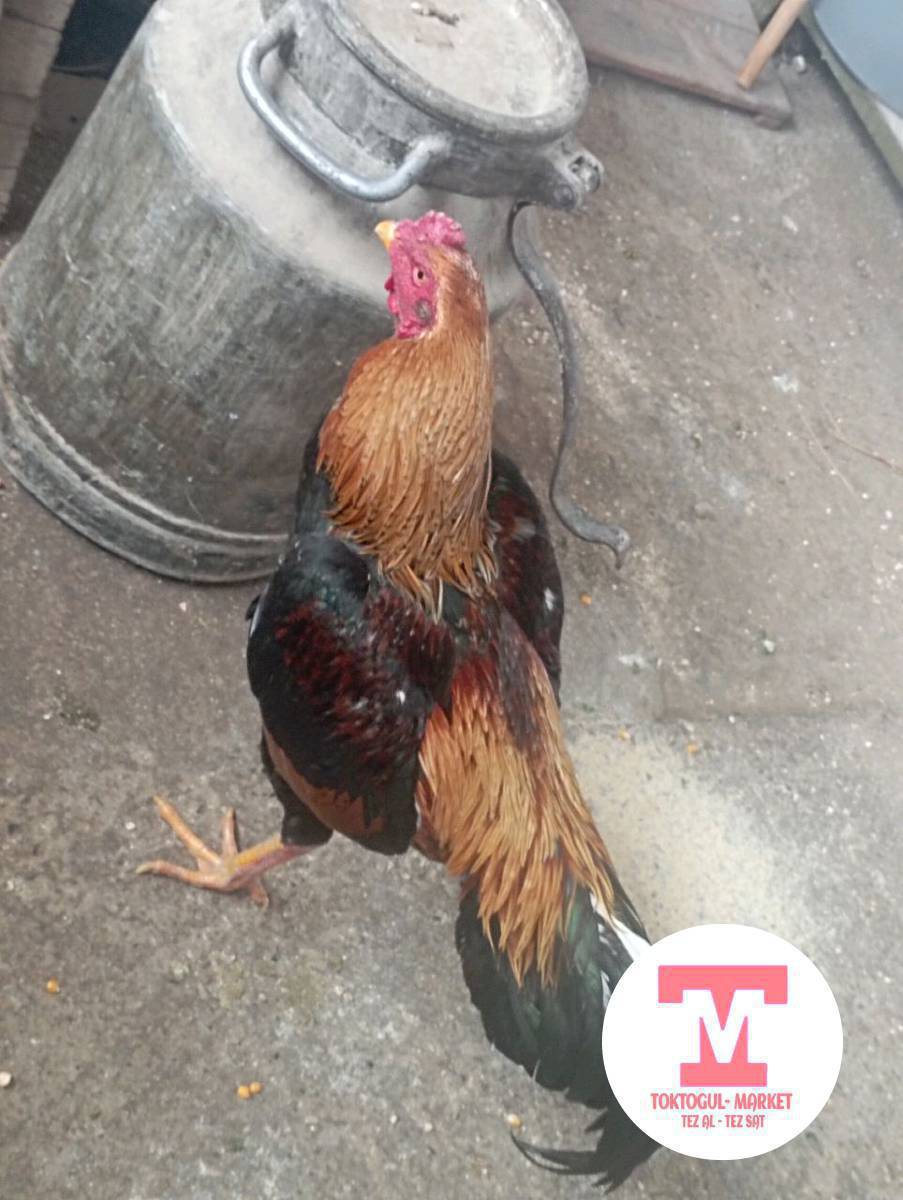 салам алейкум акелер могу короз сатылат өттө жакшы короз