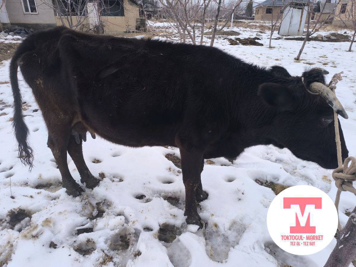 Ушул уй сатылат. 3-4 литр сүтү бар. Торпогу эркек. баасы 170 миң