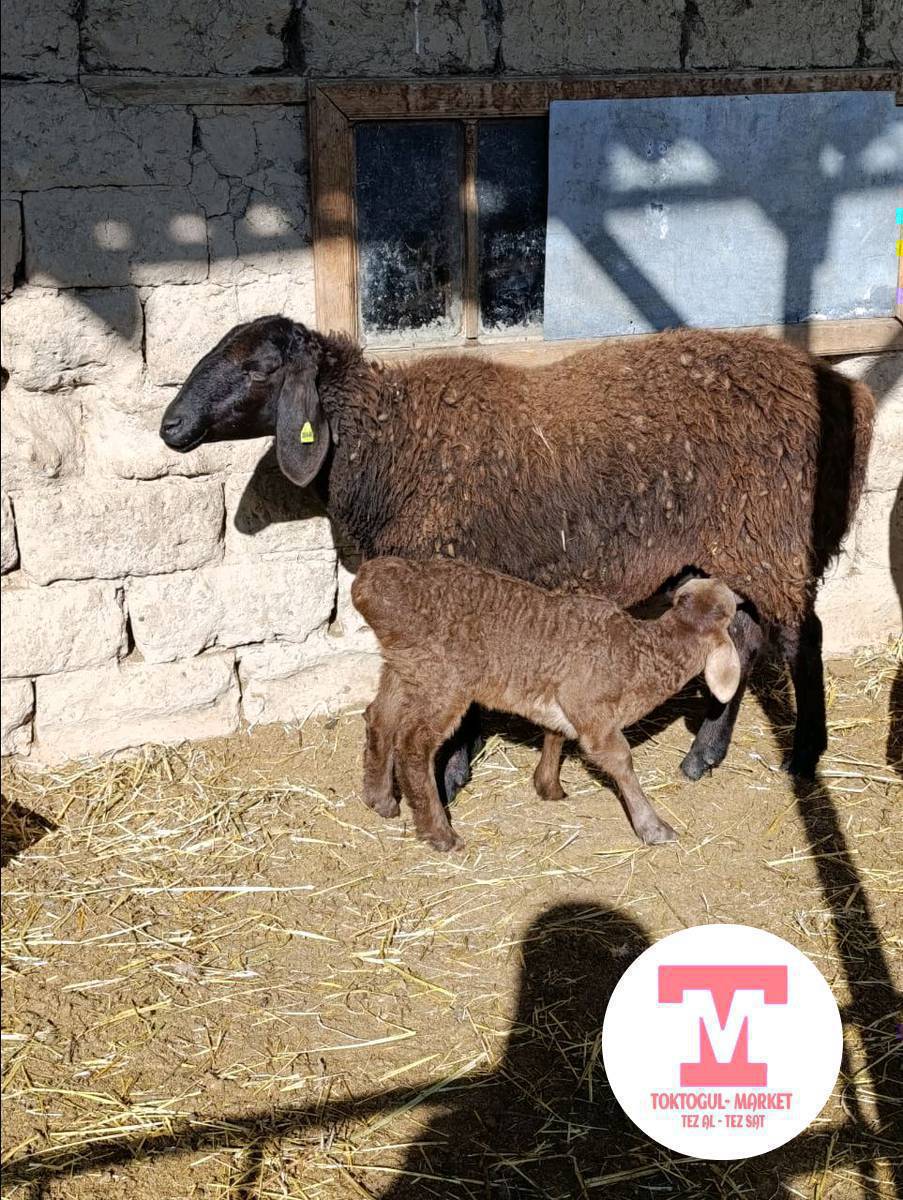 Чарба кой Боз козулу кой алабыз