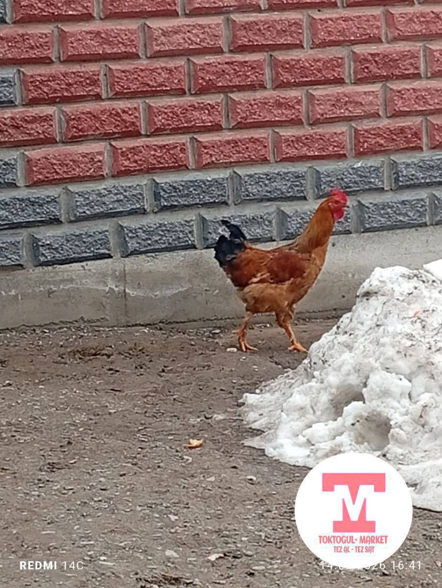 Жожо короз сатылат семиз 550 сом  Кеми болот