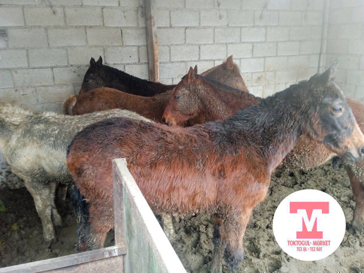 семиз тайлар сатылат баасы 80мин сом