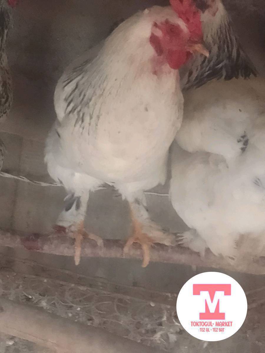 короз сатылат