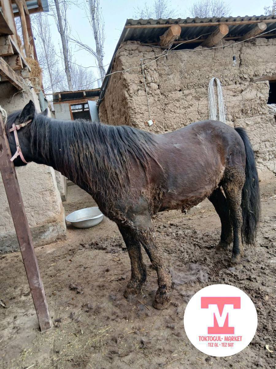 ассалому алейкум  ушул багылган ат сатылат