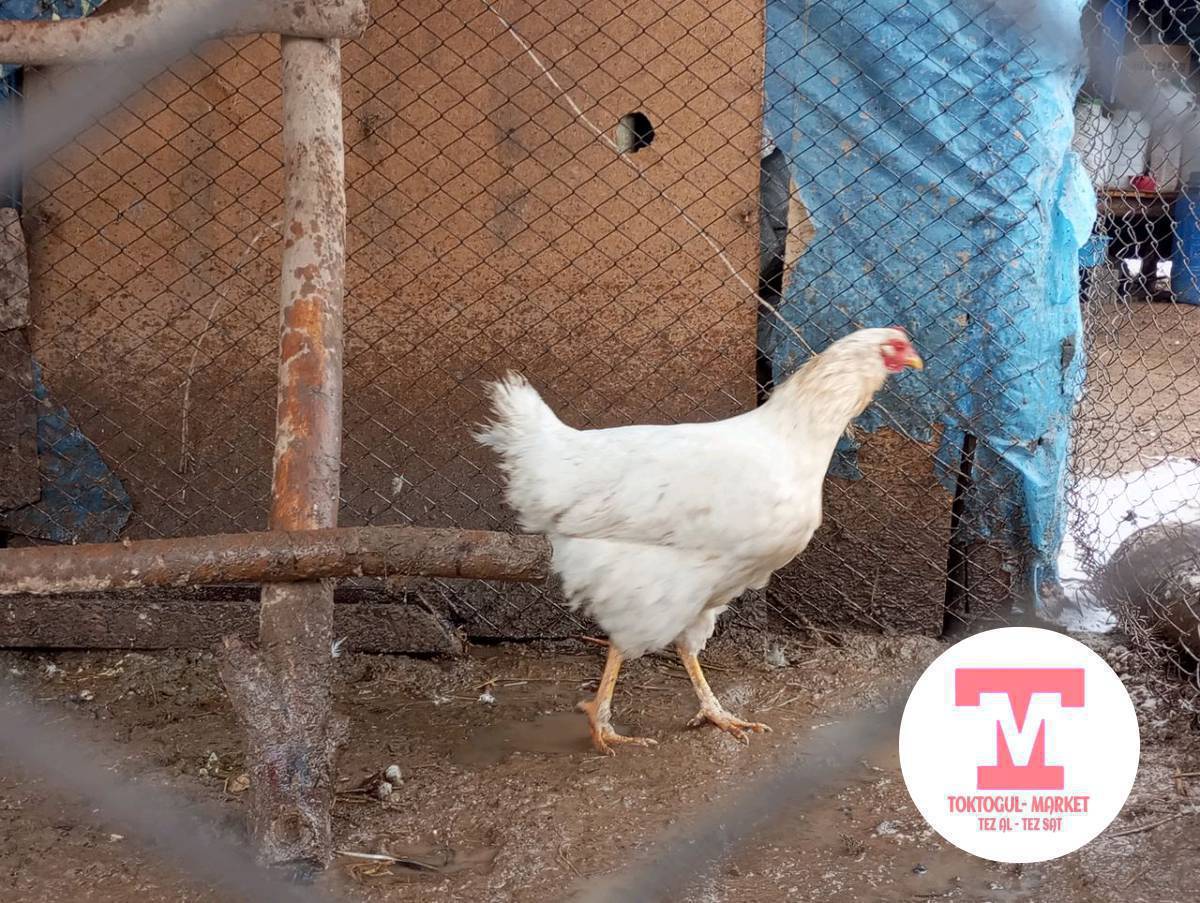 ушул эки тоок сатылат жазда туйт 
баасы 700 дон