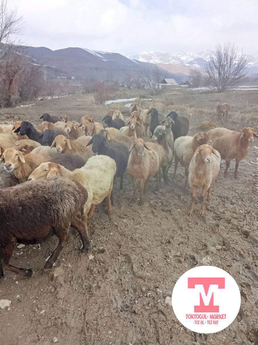 Бир коро бир ээн бооз койлор сатылат желиндеп койду баасын келишебиз Балачычкан айылында