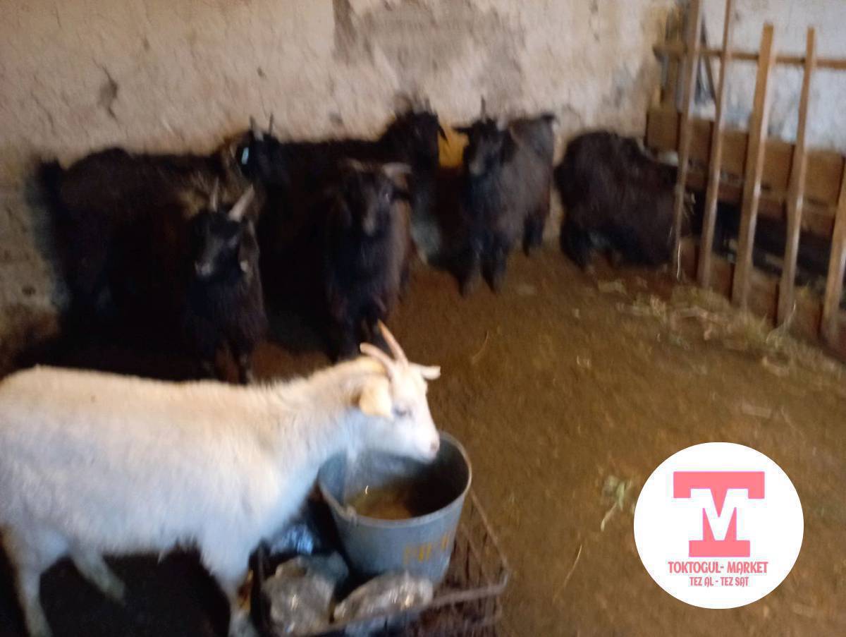 семиз жемде турган улактар сатылат союшка Адреси Бала -Чычкан айылында