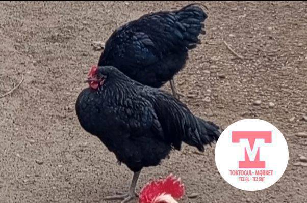 Жакында жумуртка тууй турган жакшы порода жаш тооктор сатылат 2 баш тоджон , 2 кара мекиш жана 2 короз Жерси же австролорп . адрес Токтогул шаары Шамшыкал көчө 56