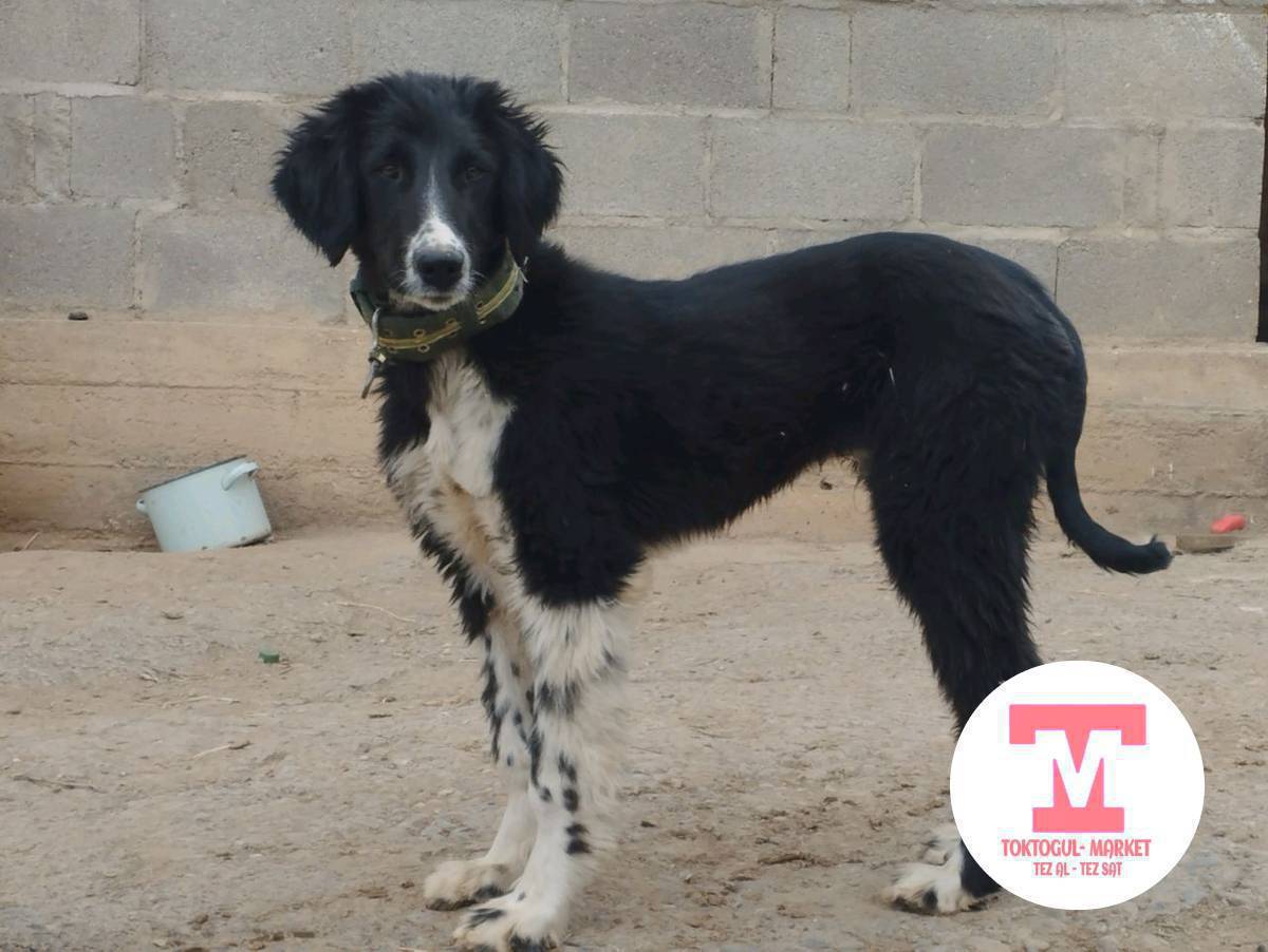 ушул эркек тайган сатылат 10 айлык охотага жарайт  кызыккандар жазыңыздар