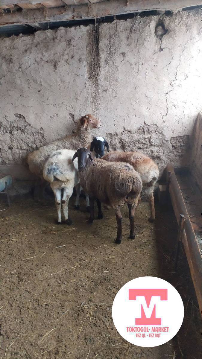 Козулар сатылат союшка жарайт мал кылса деле болот денсолугу таза орубайт 
2шт ургачы союшка жарайт 19000сомдон 
 1шт ургачы Орто эти менен 17000с 
1шт Ак козу бычмал 19000с 
Адрес кызылтуу
ТОКТОГУЛ ИЧИ ДОСТАВКА БАР 
0700466557
0770310777