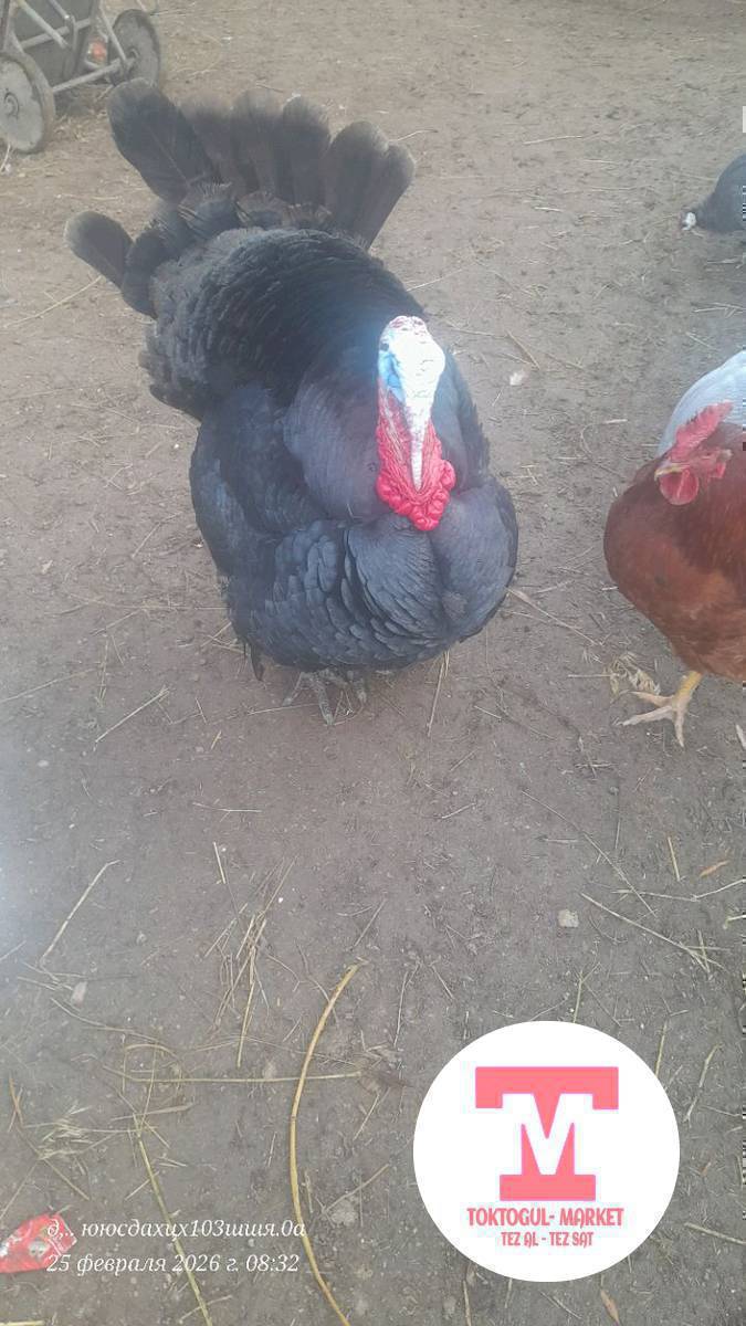 короз индук сатылат